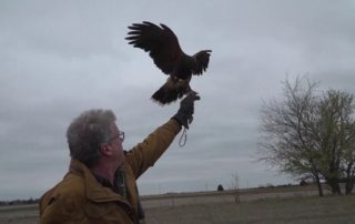 Falconry and Lawyering: There is a Connection!