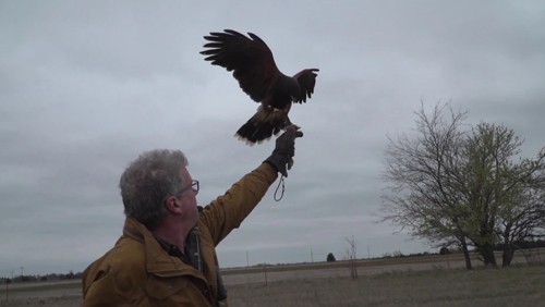 Falconry and Lawyering: There is a Connection!