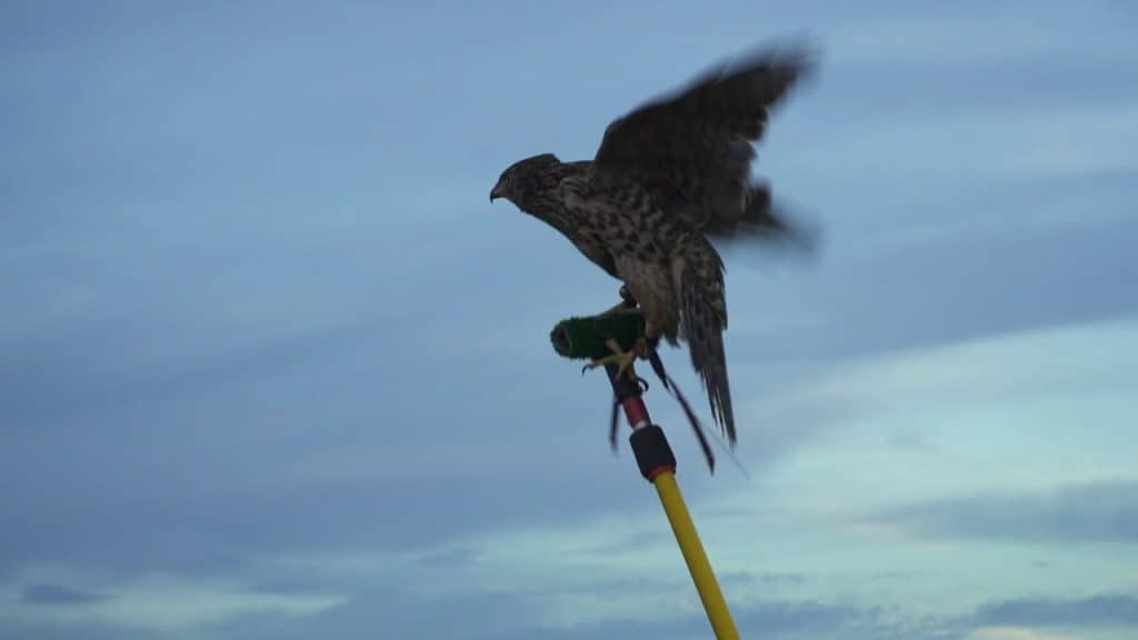 Falconry &amp; Lawyering: It&#039;s All About The Team