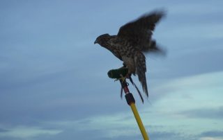 Falconry & Lawyering: It's All About The Team
